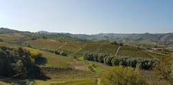 Weinreise Piemont mit Trüffelmarkt in Alba 24